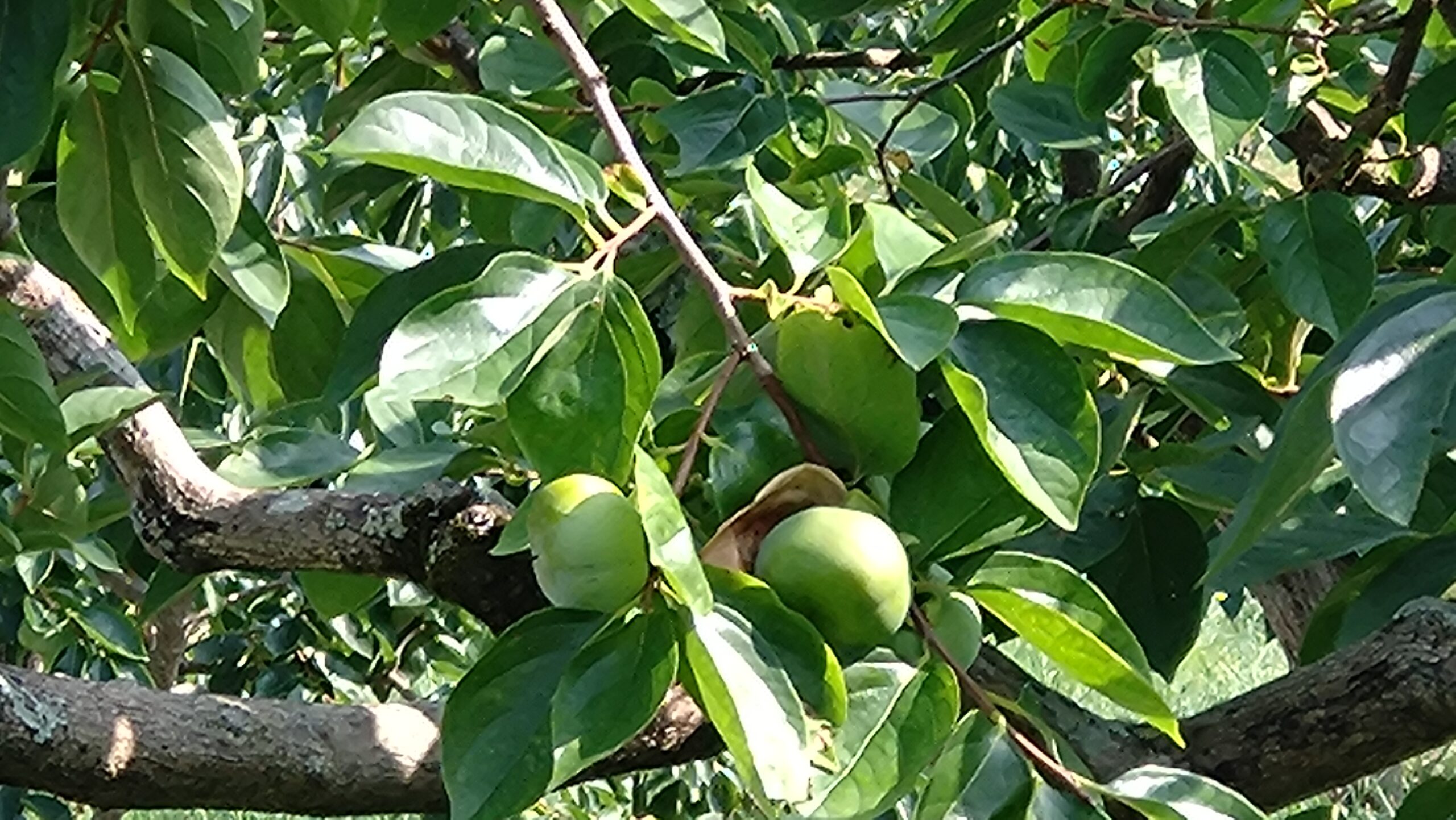 伊勢の食べる天然記念物の蓮台寺柿