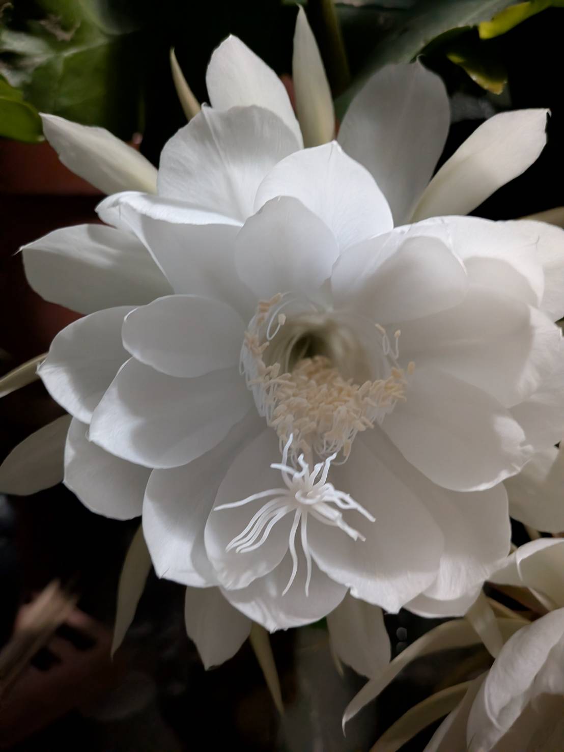 月下美人の花✨